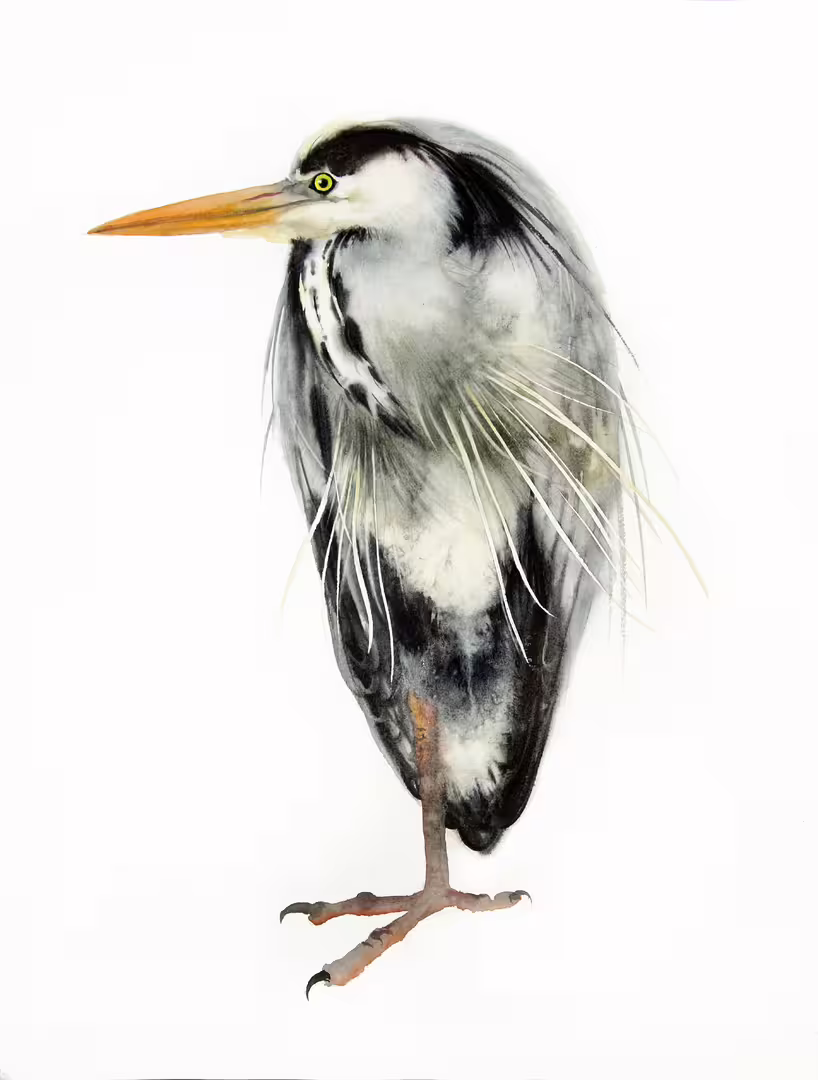 heron watercolor by olga beliaeva.jpg