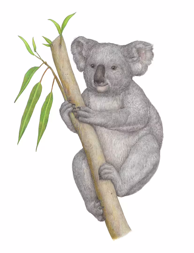 Коала. 2024 - ВЕБ.jpg