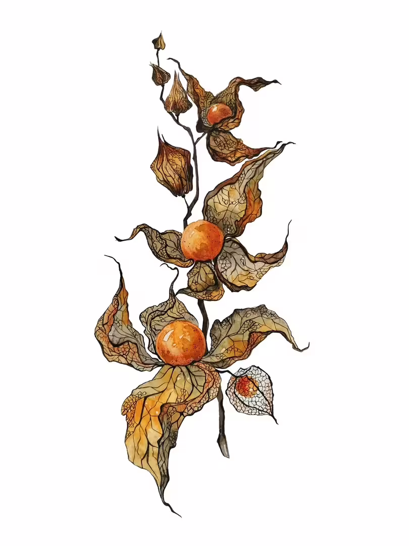 watercolor_illustration_winter_cherry.jpg-01.jpeg