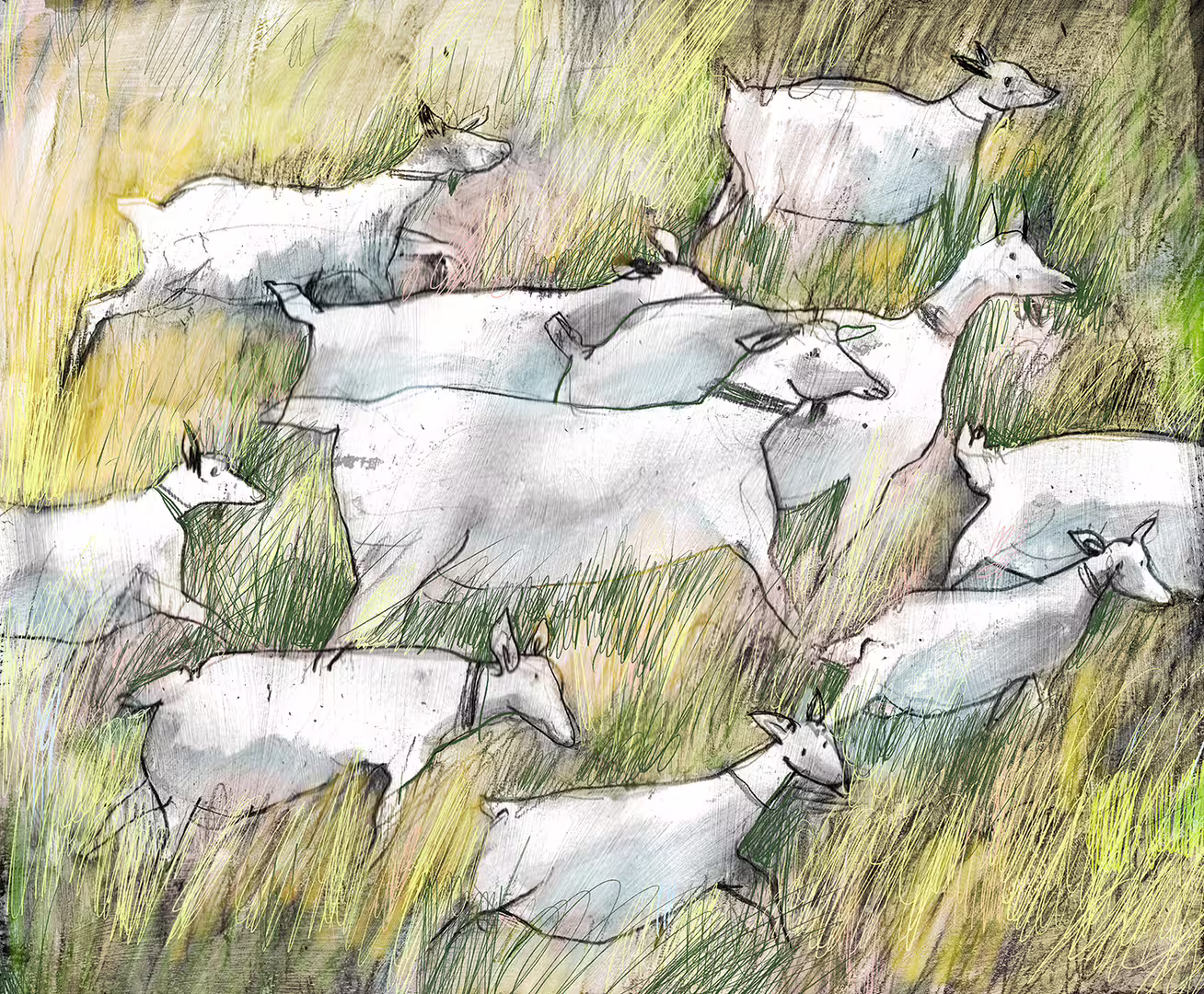 goats2-S.jpg