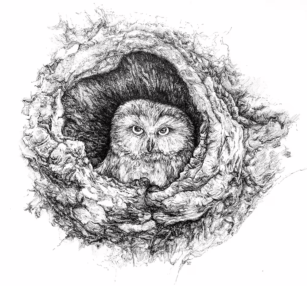 MT_owl_1000.jpg