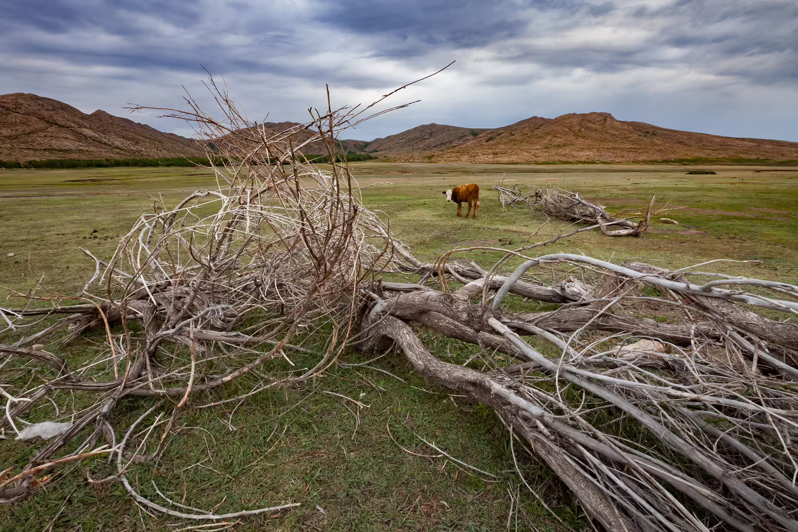 2012-06-13 Cow Resized.jpg