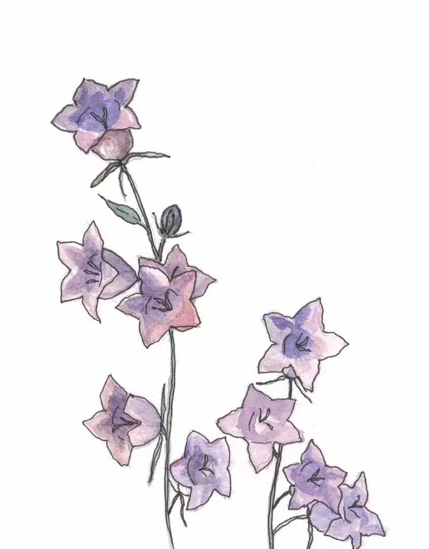 36407/1GGC39JHnRq7EtgM0EvmvJmmsKszJ1ymsO4okBbI.png
