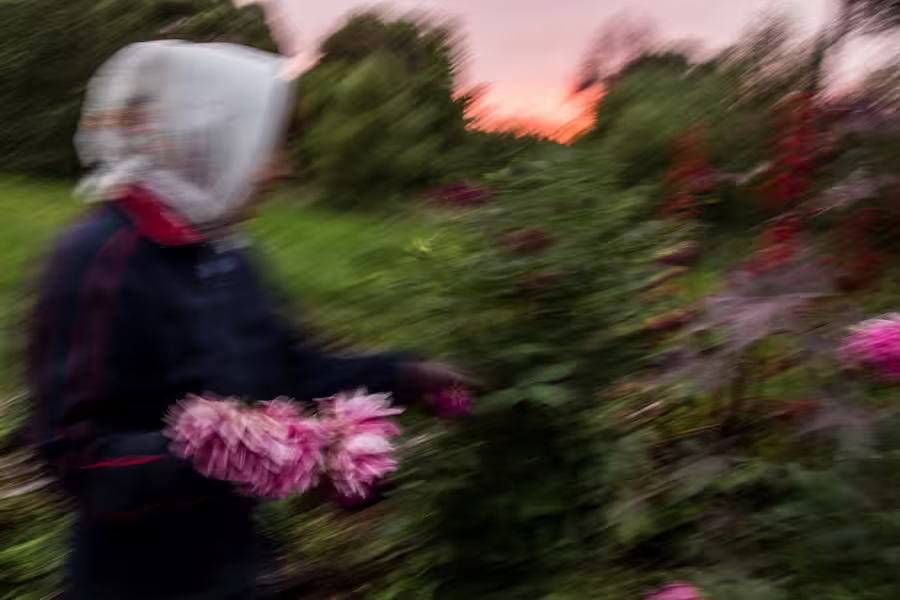 Светлана Тарасова_Из серии _Огород_ (1).jpg