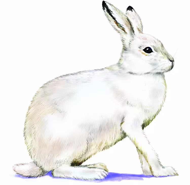 41251/28lVHpNumBA6cxpxMvWn0382irtBnZgg9GuVHRqR.jpg