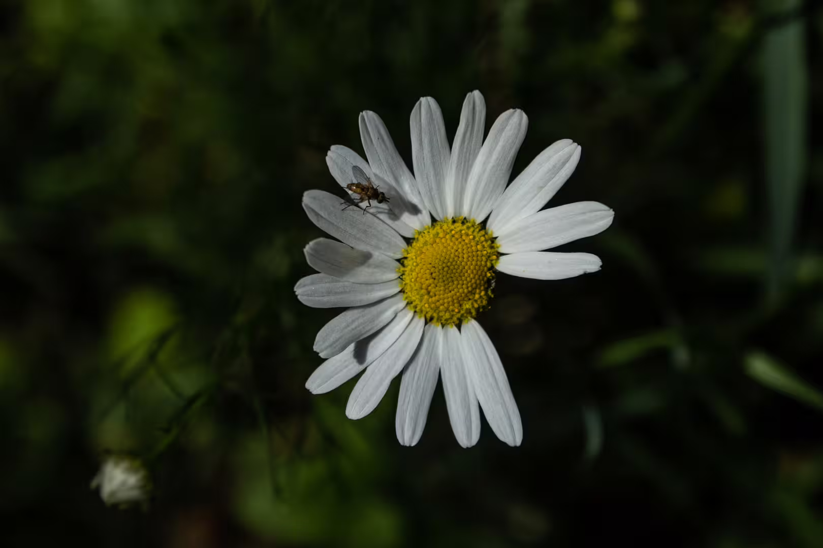 IMG_2166.jpg