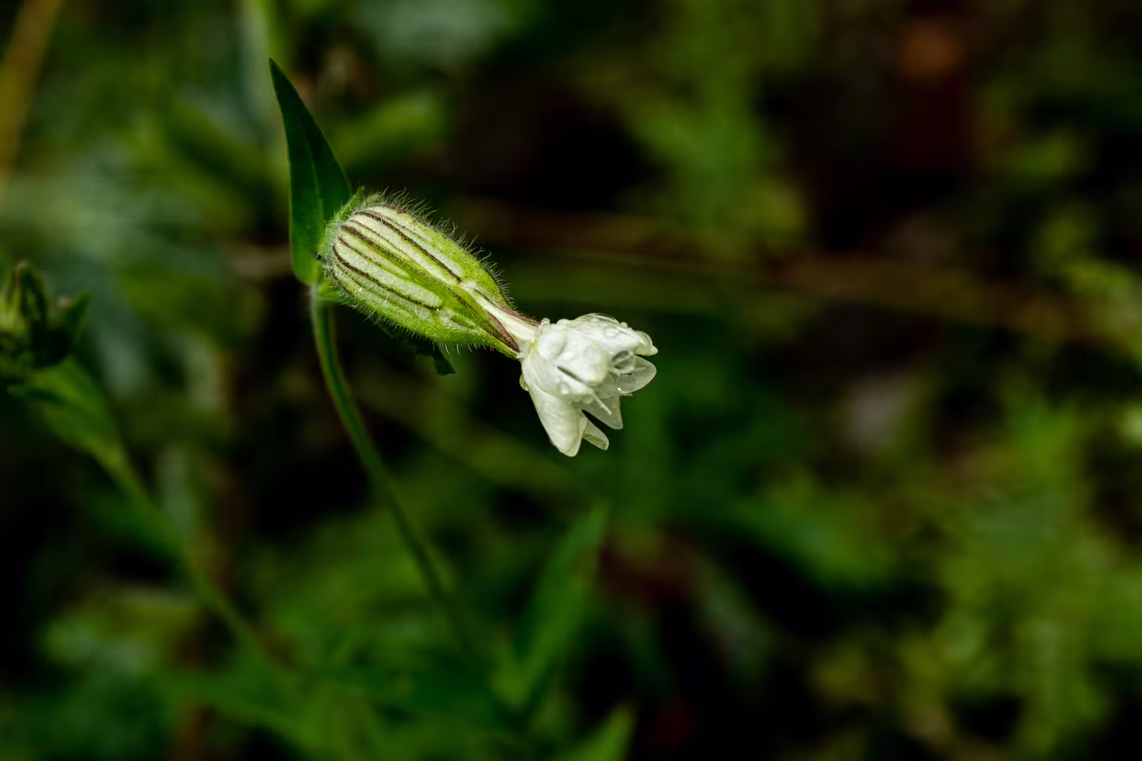 IMG_1937.jpg