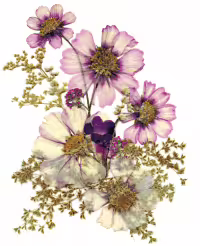 44830/yvrcveyxOFuz5CXoPv7B0xibP8cjGKDJWYdf2fhM.png