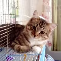 Аватар пользователя