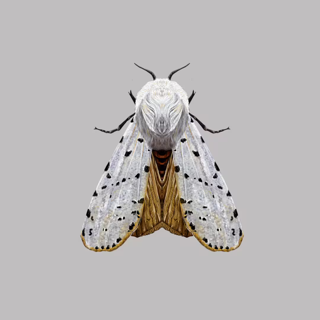 48225/9EiqT96ViHQoFWBLtoNXbbxcpAFPH90MLuZfJWoF.png