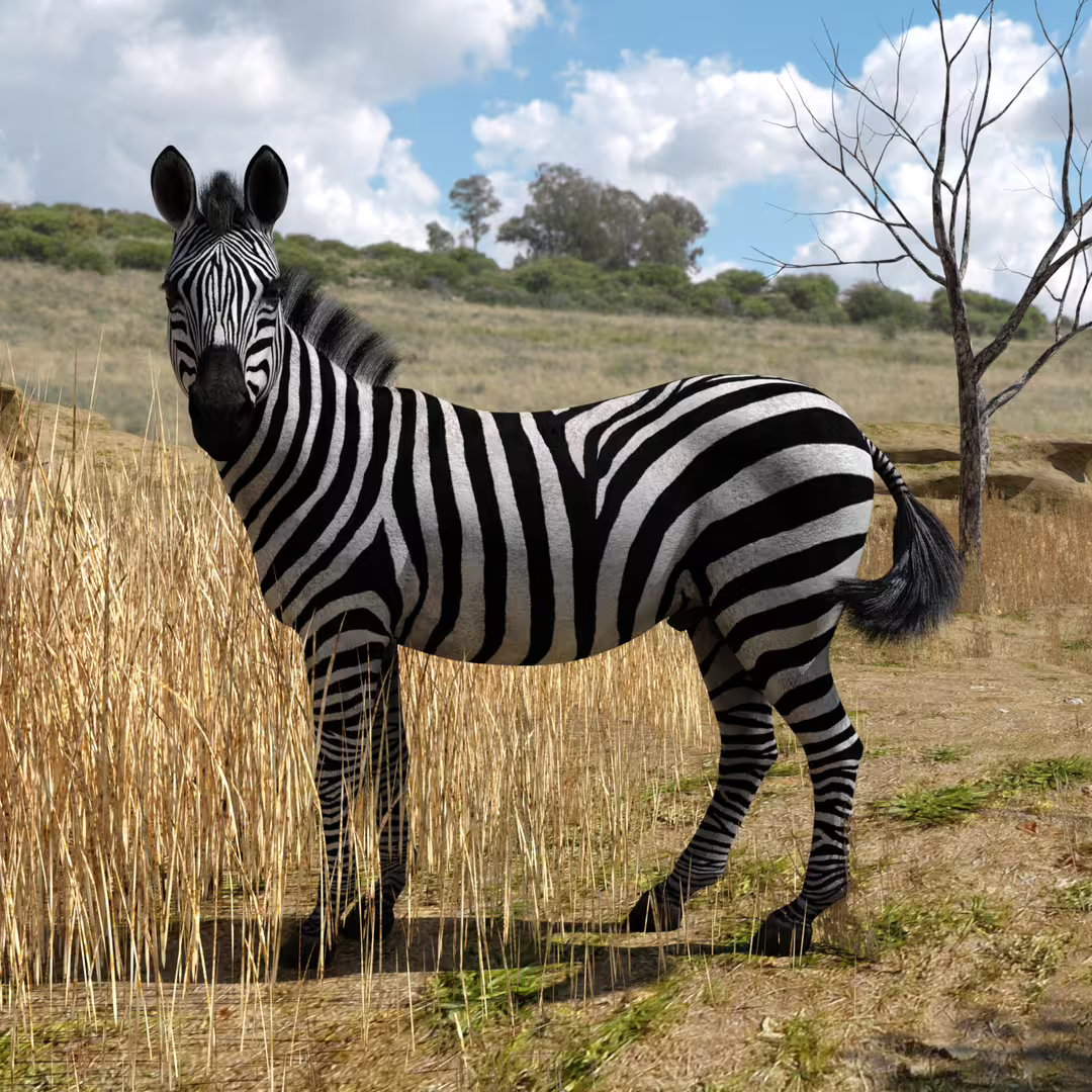 Zebra_04.jpg