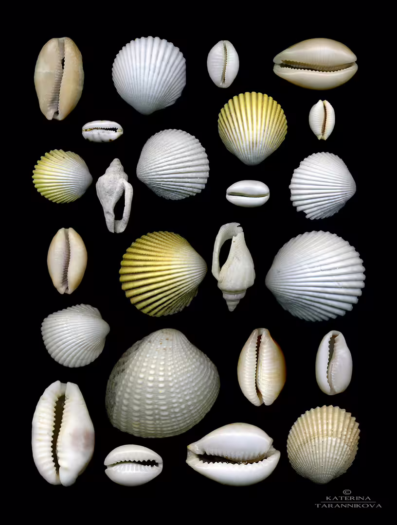 Морской орнамент 2.jpg