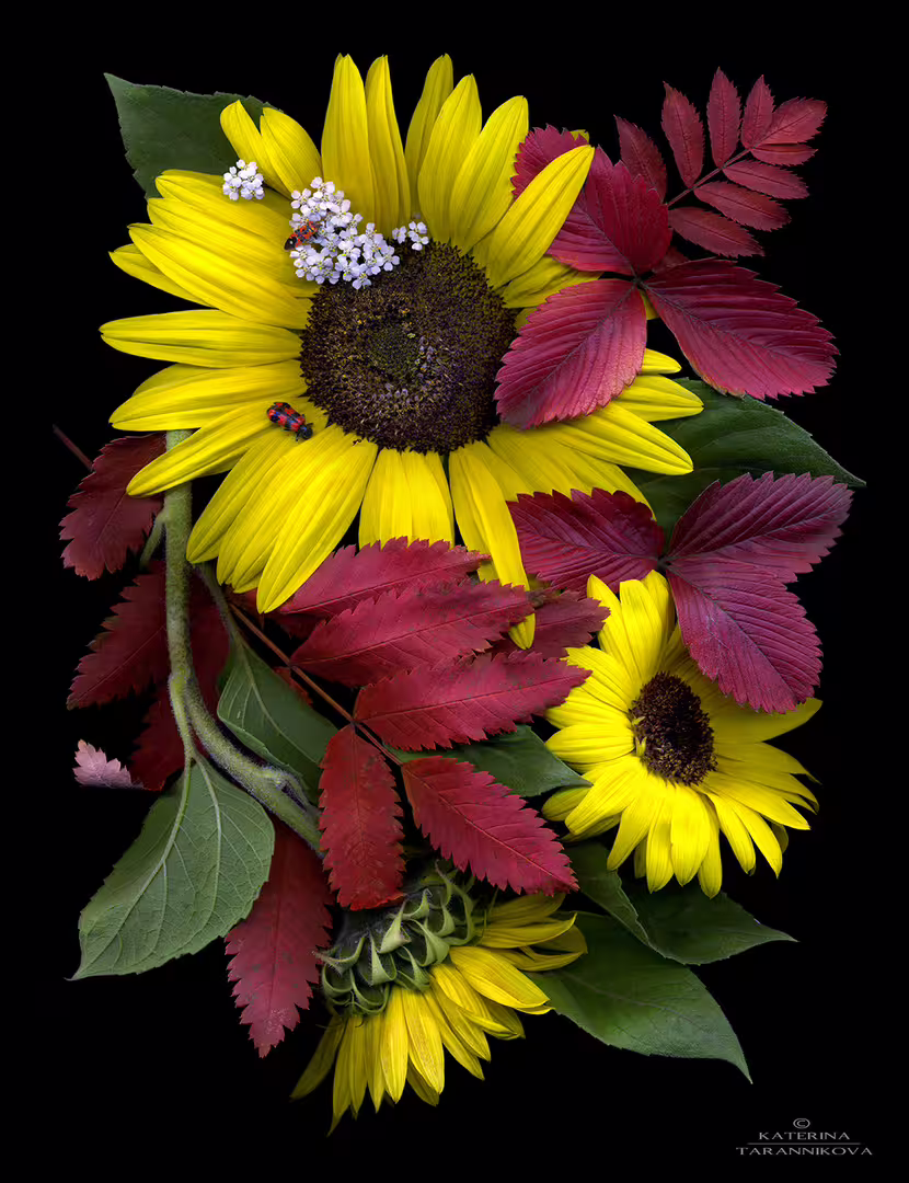 Подсолнухи с красными листьями