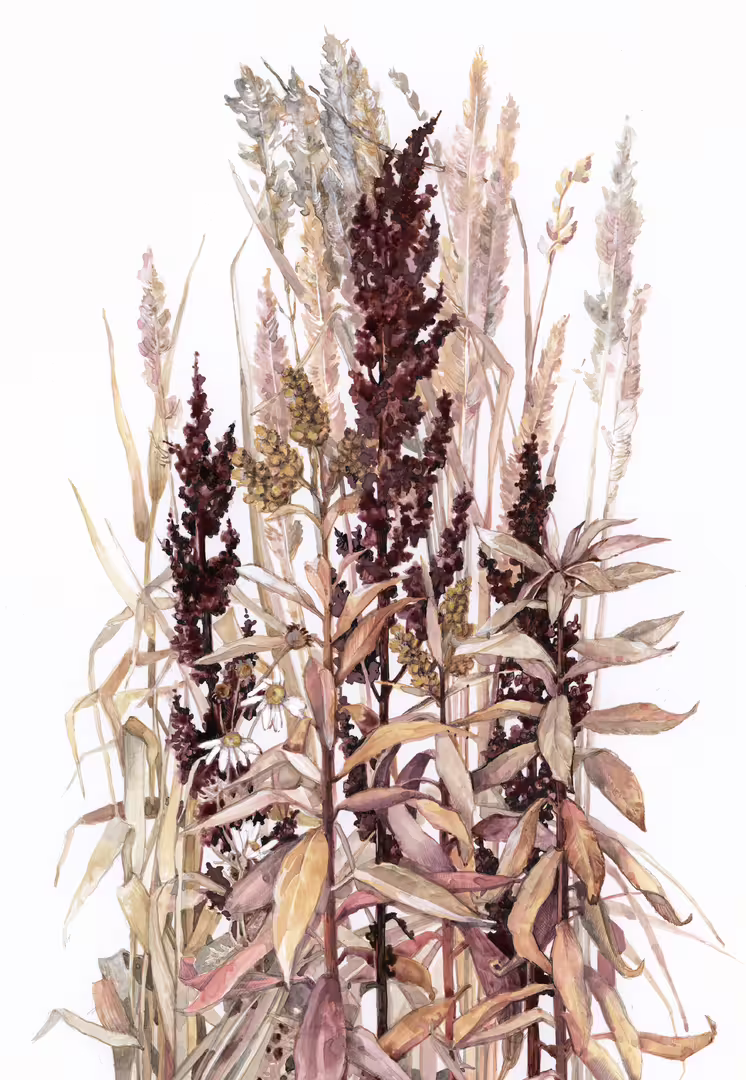 Серия травы. Rumex..jpg