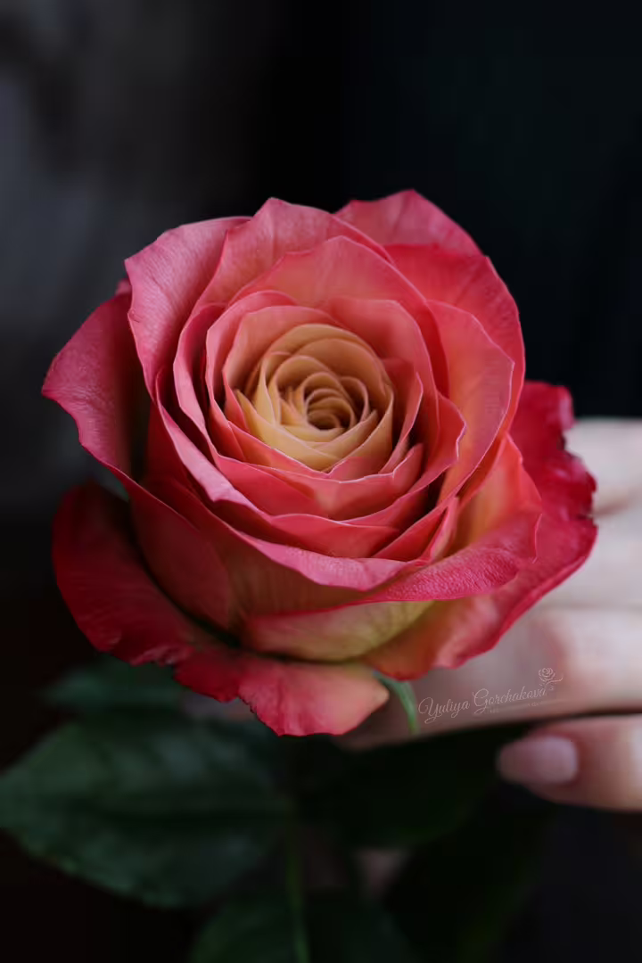 LogoLicious_20210215_184730.png