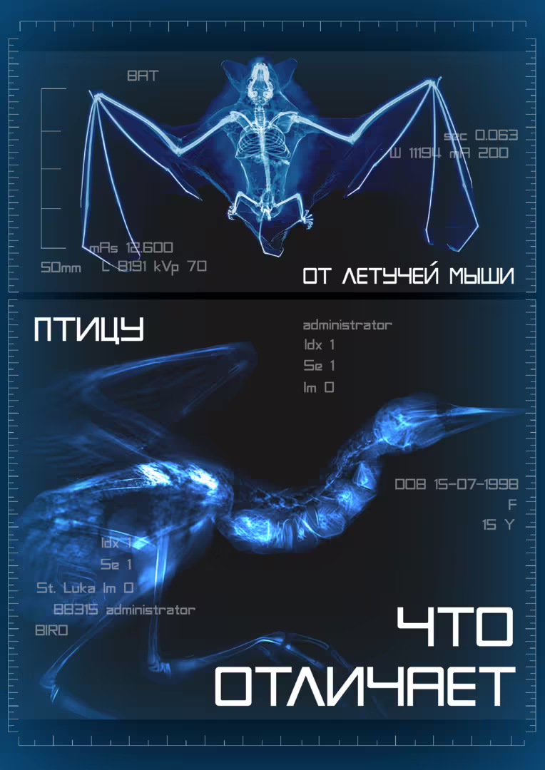 рентген.png