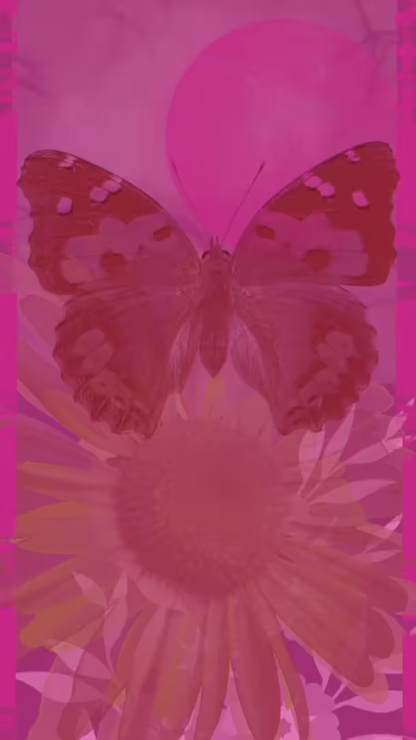 бабочка2.png
