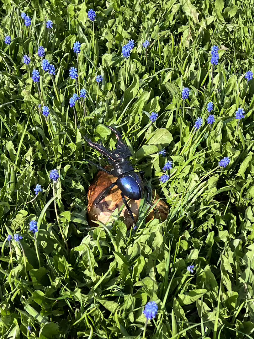 IMG_0415.jpeg