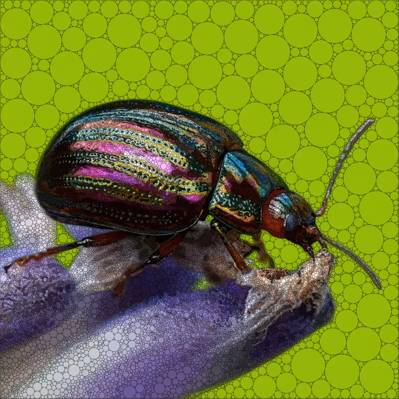 Beetle_003_edited_poster.png