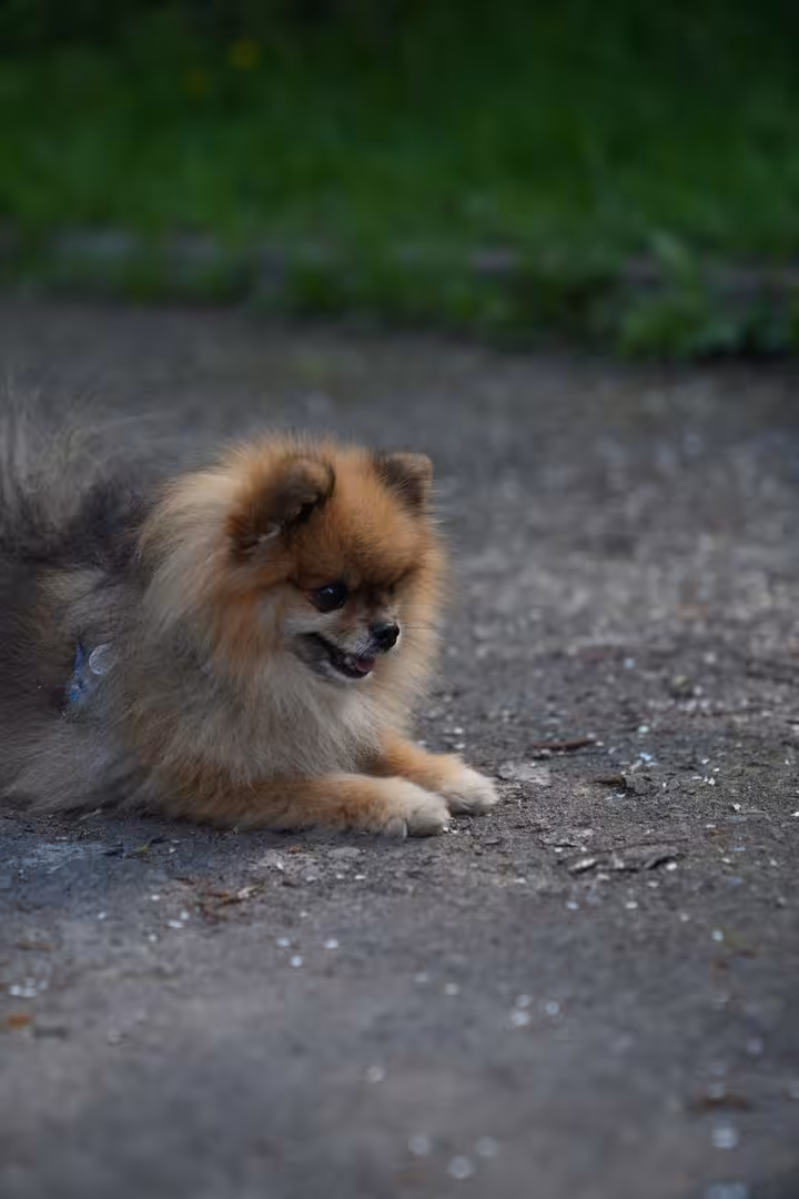 DSC00004.JPG