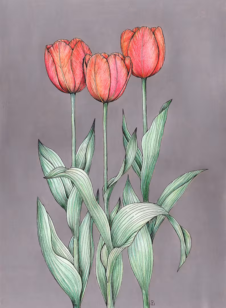 tulipm.jpg