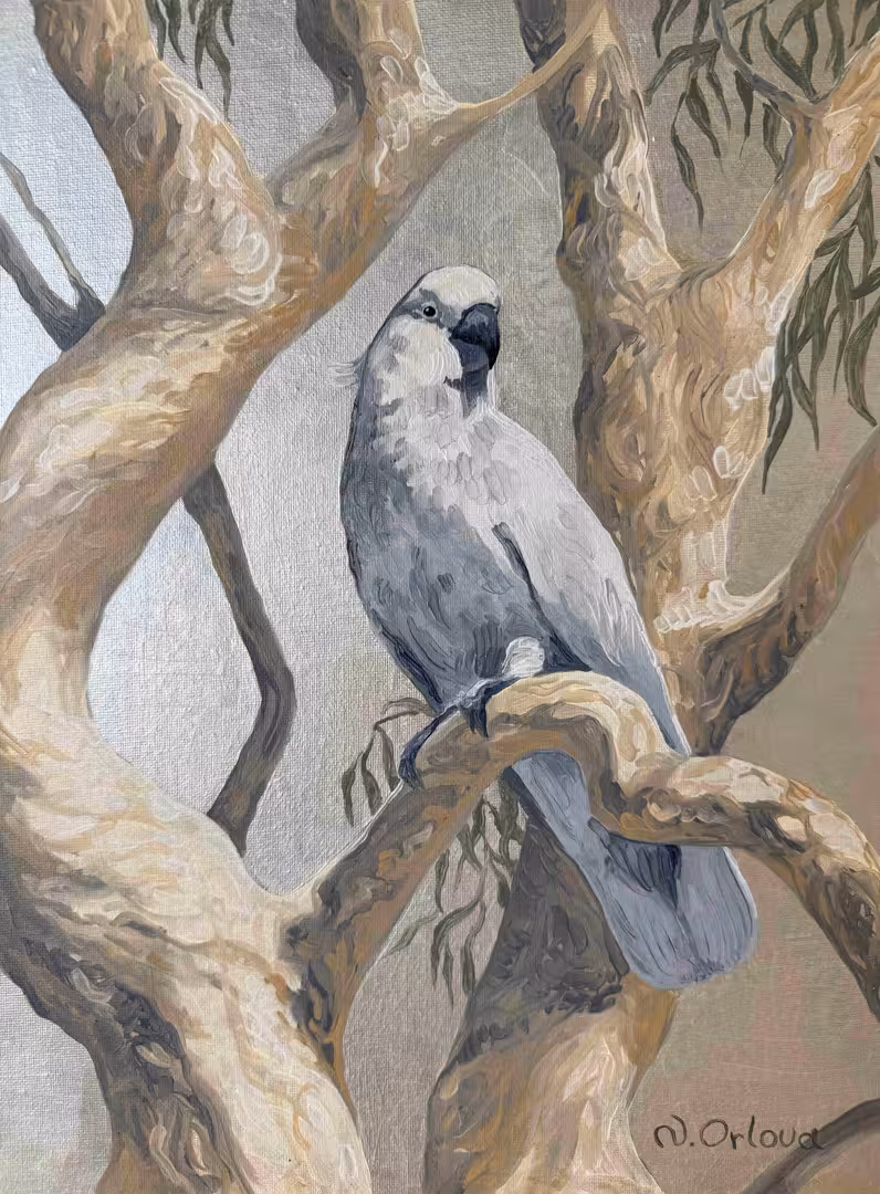 2362.N.OR.WhiteParrot1.oc.40-30.05-26.s1.JPG